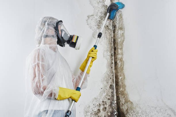 Why You Should Choose Our Mold Remediation Services in Turtle Creek, PA